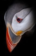 Mark Watson - Puffin Portrait